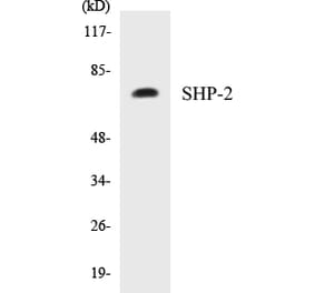 Western Blot - SHP-2 Cell Based ELISA Kit (CB5631) - Antibodies.com