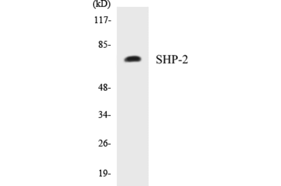 Western Blot - SHP-2 Cell Based ELISA Kit (CB5631) - Antibodies.com
