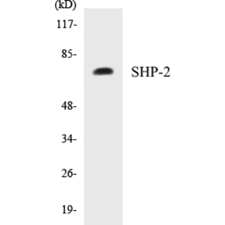 Western Blot - SHP-2 Cell Based ELISA Kit (CB5631) - Antibodies.com