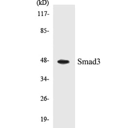 Western Blot - Smad3 Cell Based ELISA Kit (CB5640) - Antibodies.com