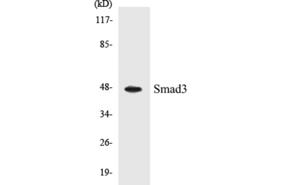 Western Blot - Smad3 Cell Based ELISA Kit (CB5640) - Antibodies.com