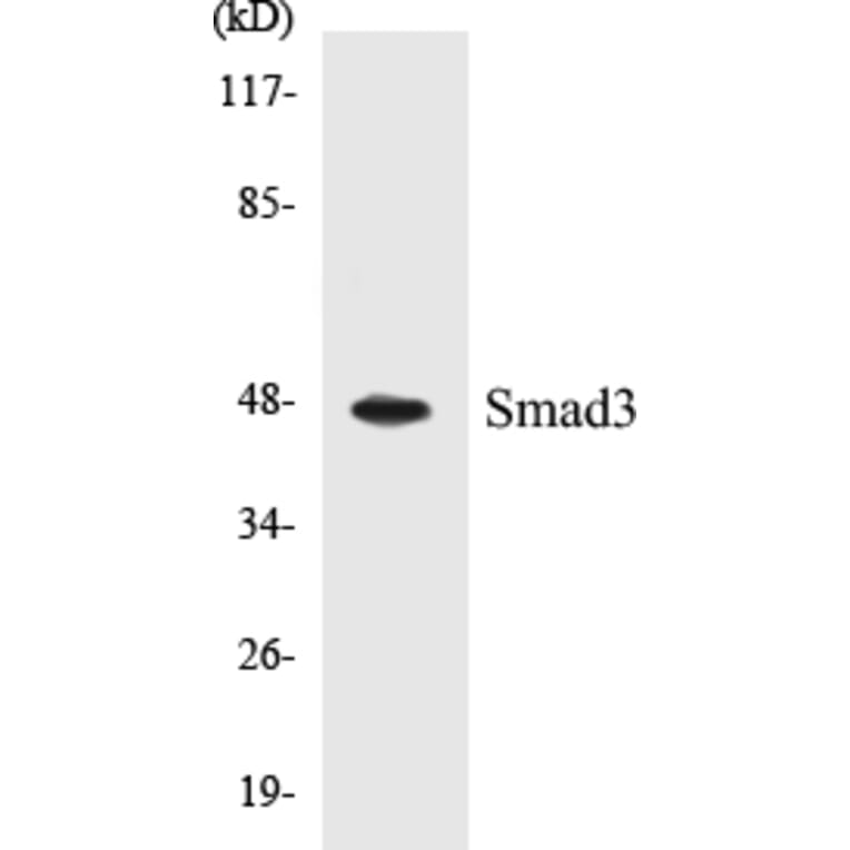 Western Blot - Smad3 Cell Based ELISA Kit (CB5640) - Antibodies.com