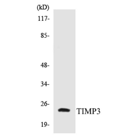 Western Blot - TIMP3 Cell Based ELISA Kit (CB5692) - Antibodies.com