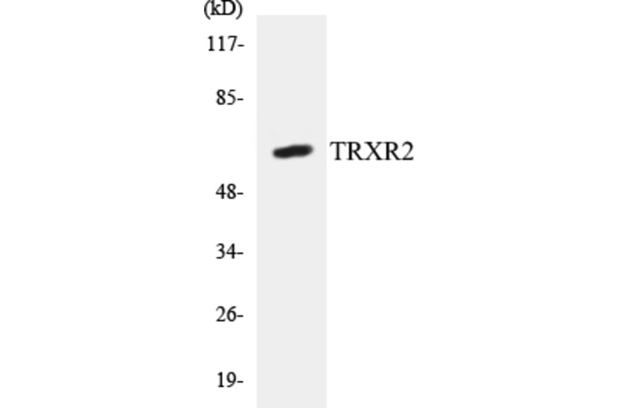 Western Blot - TRXR2 Cell Based ELISA Kit (CB5705) - Antibodies.com