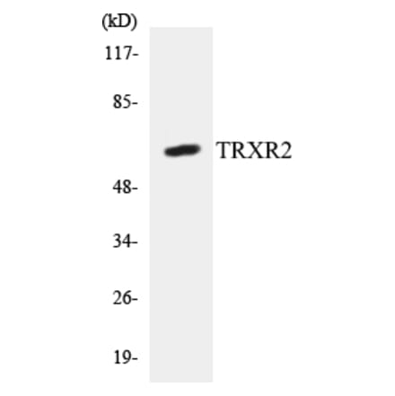 Western Blot - TRXR2 Cell Based ELISA Kit (CB5705) - Antibodies.com