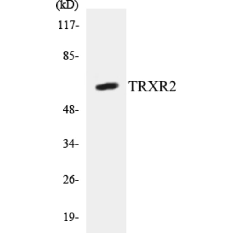Western Blot - TRXR2 Cell Based ELISA Kit (CB5705) - Antibodies.com
