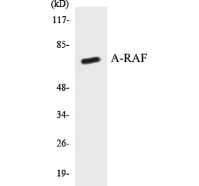 Western Blot - A-RAF Cell Based ELISA Kit (CB5047) - Antibodies.com