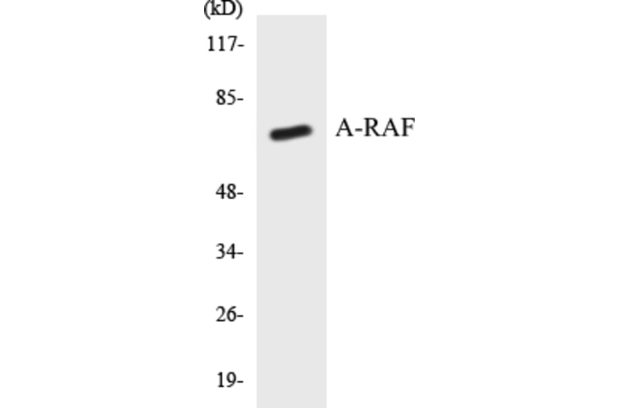 Western Blot - A-RAF Cell Based ELISA Kit (CB5047) - Antibodies.com