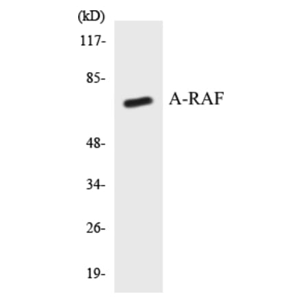 Western Blot - A-RAF Cell Based ELISA Kit (CB5047) - Antibodies.com