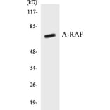 Western Blot - A-RAF Cell Based ELISA Kit (CB5047) - Antibodies.com