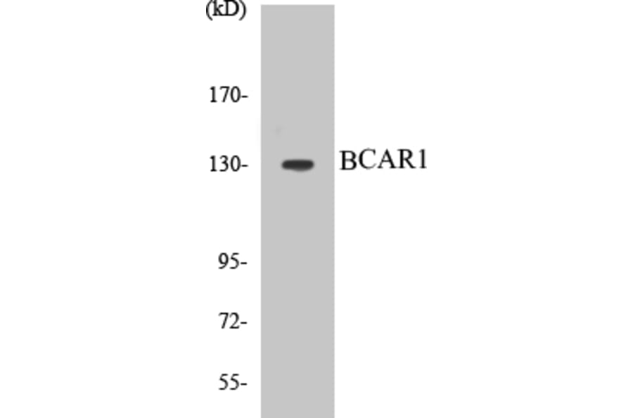 Western Blot - BCAR1 Cell Based ELISA Kit (CB5067) - Antibodies.com