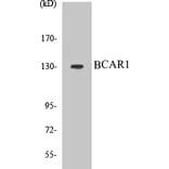 Western Blot - BCAR1 Cell Based ELISA Kit (CB5067) - Antibodies.com