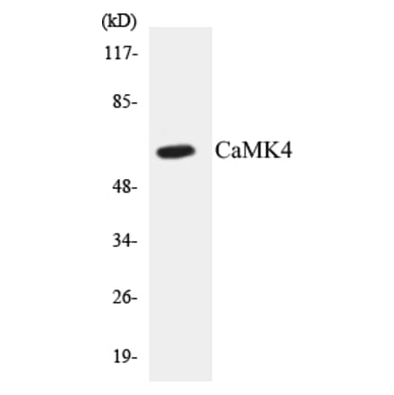 Western Blot - CaMK4 Cell Based ELISA Kit (CB5094) - Antibodies.com