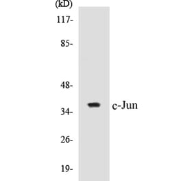 Western Blot - c-Jun Cell Based ELISA Kit (CB5138) - Antibodies.com