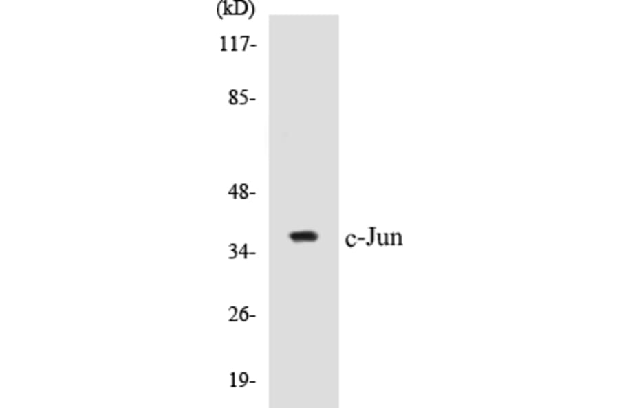 Western Blot - c-Jun Cell Based ELISA Kit (CB5138) - Antibodies.com