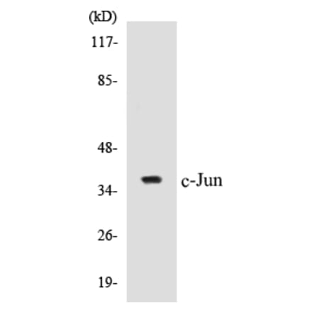 Western Blot - c-Jun Cell Based ELISA Kit (CB5138) - Antibodies.com