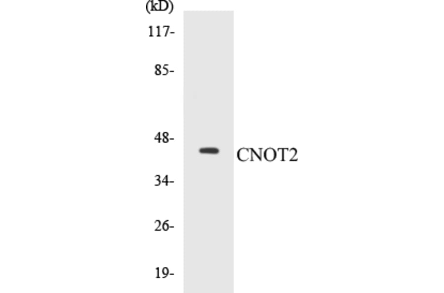 Western Blot - CNOT2 Cell Based ELISA Kit (CB5150) - Antibodies.com