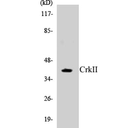 Western Blot - CrkII Cell Based ELISA Kit (CB5171) - Antibodies.com