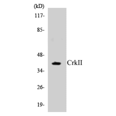 Western Blot - CrkII Cell Based ELISA Kit (CB5171) - Antibodies.com