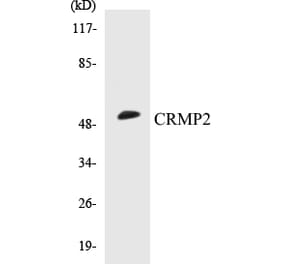 Western Blot - CRMP2 Cell Based ELISA Kit (CB5173) - Antibodies.com