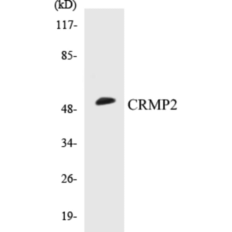 Western Blot - CRMP2 Cell Based ELISA Kit (CB5173) - Antibodies.com