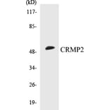 Western Blot - CRMP2 Cell Based ELISA Kit (CB5173) - Antibodies.com
