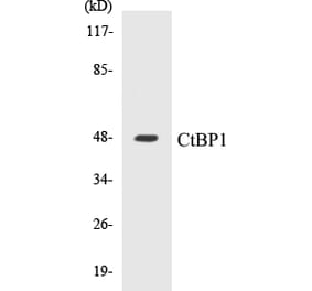 Western Blot - CtBP1 Cell Based ELISA Kit (CB5178) - Antibodies.com
