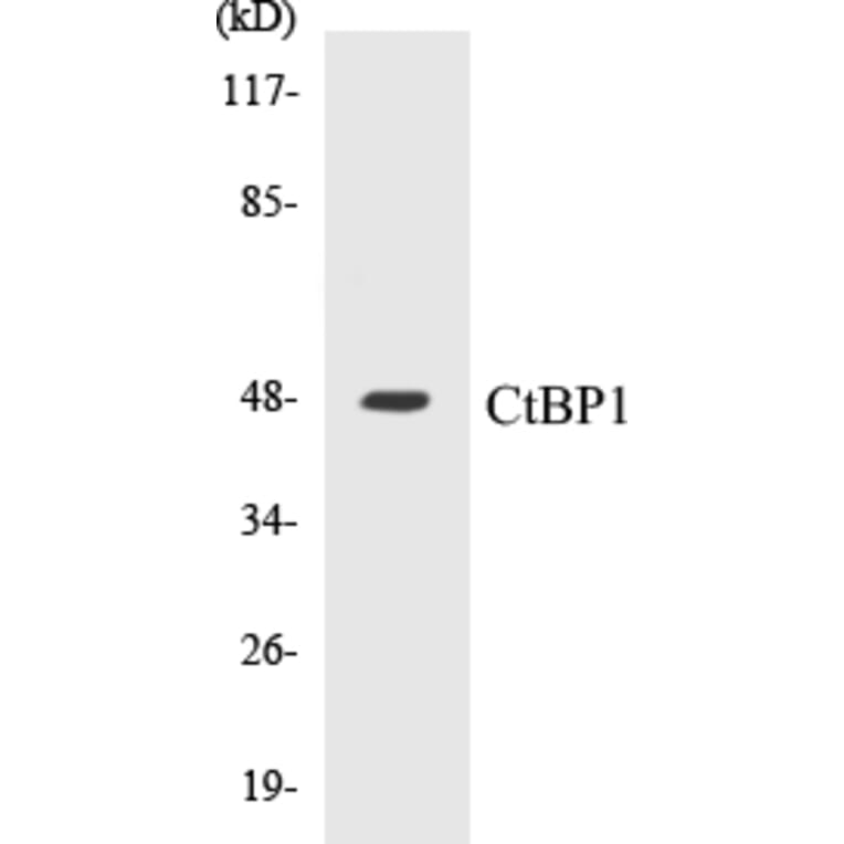 Western Blot - CtBP1 Cell Based ELISA Kit (CB5178) - Antibodies.com