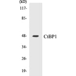 Western Blot - CtBP1 Cell Based ELISA Kit (CB5178) - Antibodies.com