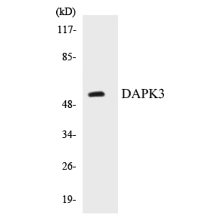 Western Blot - DAPK3 Cell Based ELISA Kit (CB5197) - Antibodies.com