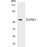 Western Blot - DAPK3 Cell Based ELISA Kit (CB5197) - Antibodies.com