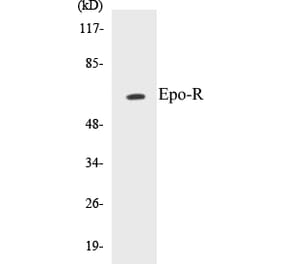 Western Blot - Epo-R Cell Based ELISA Kit (CB5244) - Antibodies.com
