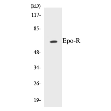 Western Blot - Epo-R Cell Based ELISA Kit (CB5244) - Antibodies.com