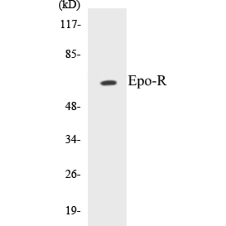 Western Blot - Epo-R Cell Based ELISA Kit (CB5244) - Antibodies.com