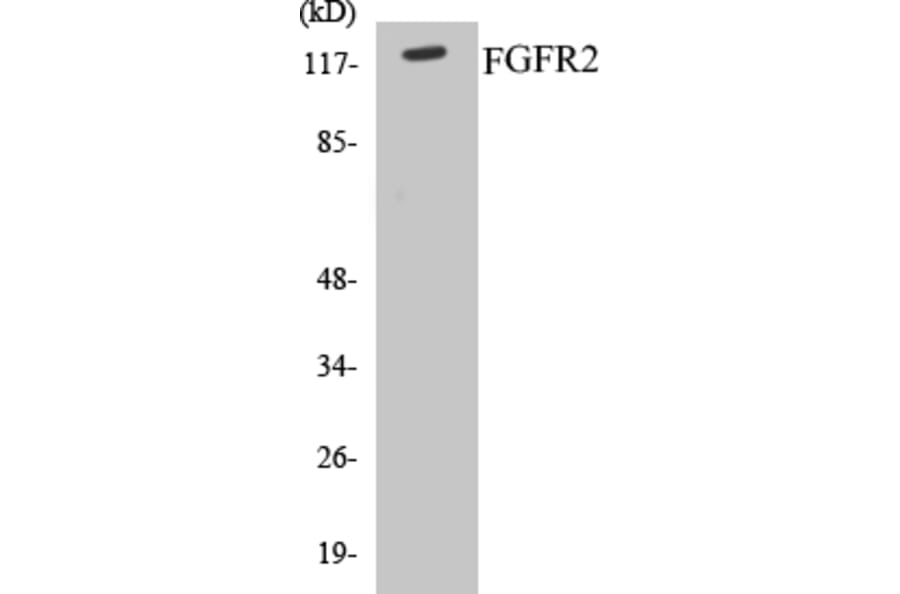 Western Blot - FGFR2 Cell Based ELISA Kit (CB5264) - Antibodies.com