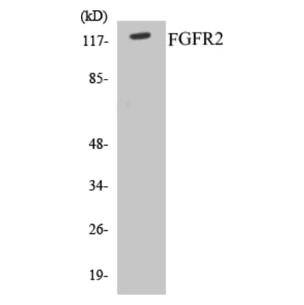 Western Blot - FGFR2 Cell Based ELISA Kit (CB5264) - Antibodies.com