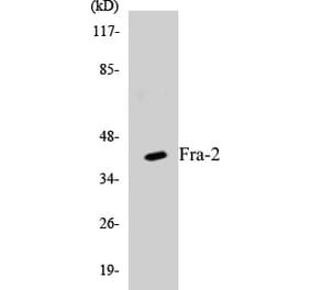 Western Blot - Fra-2 Cell Based ELISA Kit (CB5277) - Antibodies.com