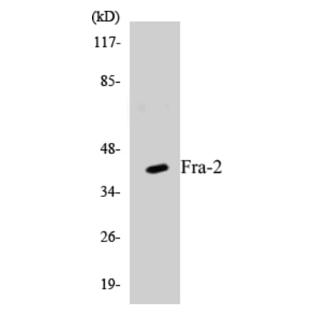 Western Blot - Fra-2 Cell Based ELISA Kit (CB5277) - Antibodies.com