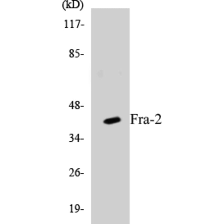 Western Blot - Fra-2 Cell Based ELISA Kit (CB5277) - Antibodies.com