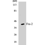 Western Blot - Fra-2 Cell Based ELISA Kit (CB5277) - Antibodies.com