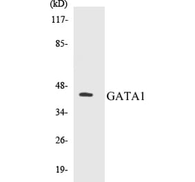 Western Blot - GATA1 Cell Based ELISA Kit (CB5289) - Antibodies.com