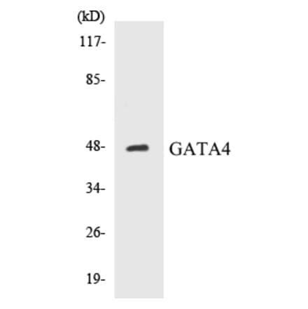 Western Blot - GATA4 Cell Based ELISA Kit (CB5290) - Antibodies.com