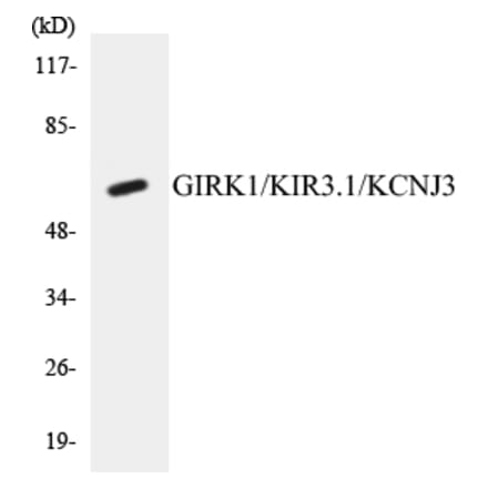 Western Blot - GIRK1 Cell Based ELISA Kit (CB5293) - Antibodies.com