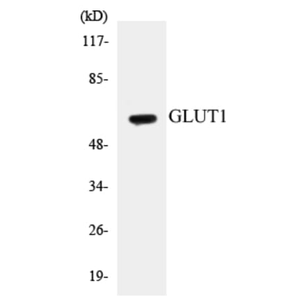 Western Blot - GLUT1 Cell Based ELISA Kit (CB5299) - Antibodies.com