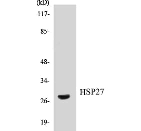 Western Blot - HSP27 Cell Based ELISA Kit (CB5348) - Antibodies.com