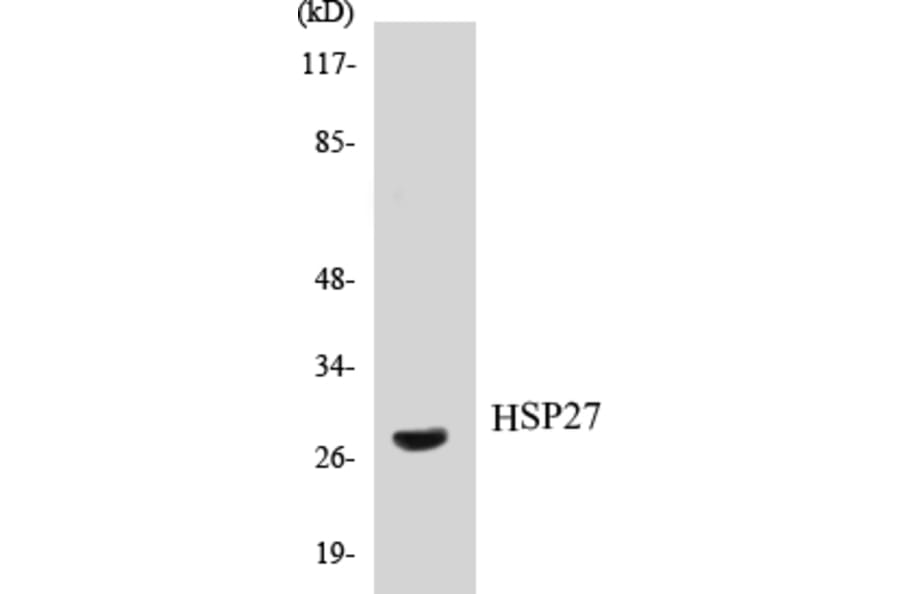 Western Blot - HSP27 Cell Based ELISA Kit (CB5348) - Antibodies.com