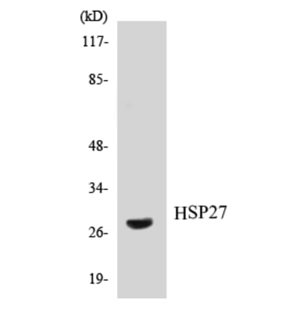 Western Blot - HSP27 Cell Based ELISA Kit (CB5348) - Antibodies.com