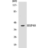 Western Blot - HSP40 Cell Based ELISA Kit (CB5349) - Antibodies.com