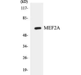 Western Blot - MEF2A Cell Based ELISA Kit (CB5438) - Antibodies.com