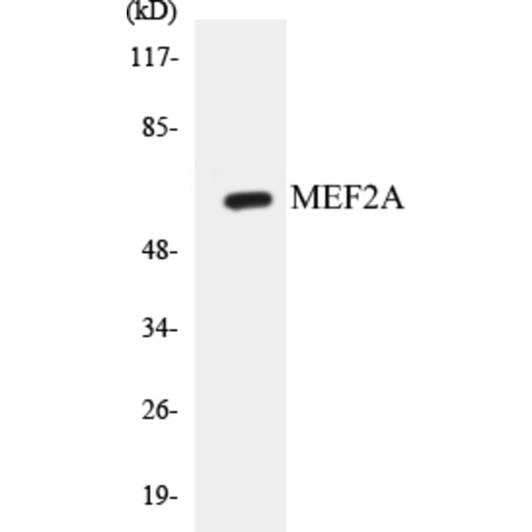 Western Blot - MEF2A Cell Based ELISA Kit (CB5438) - Antibodies.com